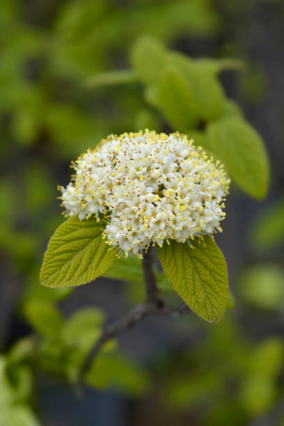 istock Viburnum Alleghany 1419537381