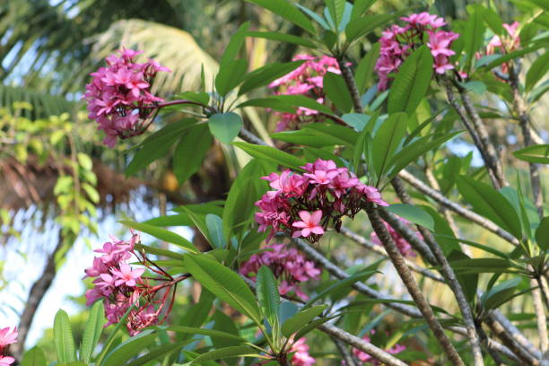 istock pink frangipani 1419538867