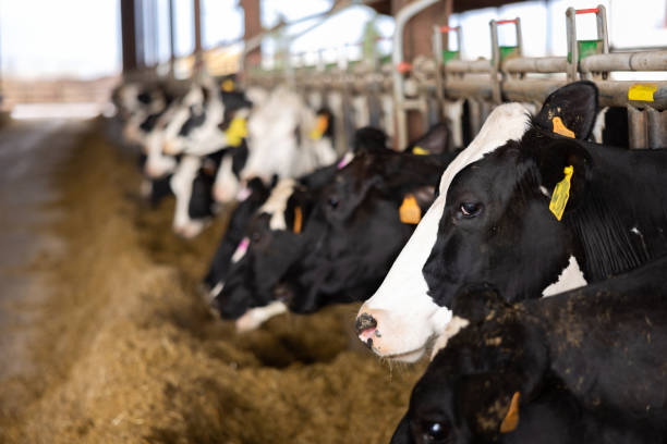 istock Herd of cows eating forage fodder 1419540570