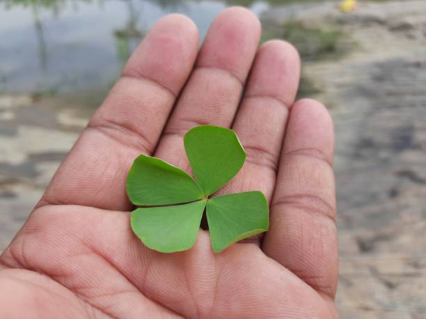 istock Marsilea plant leaf on the hand. 1419541623