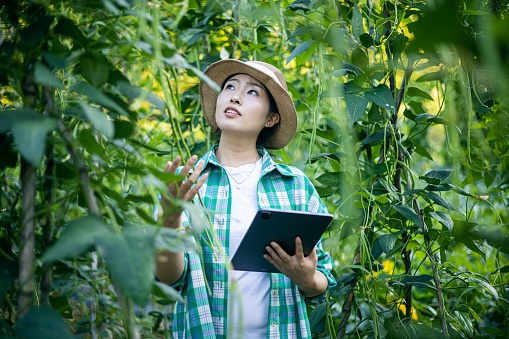 Asian modern farmer using digital tablet examining Chinese long bean field