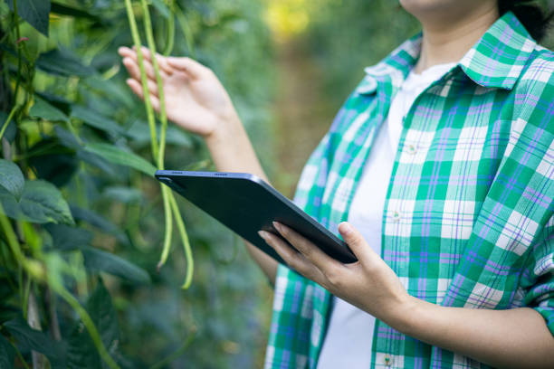istock Using digital tablet recording the growth of vegetable 1419544155