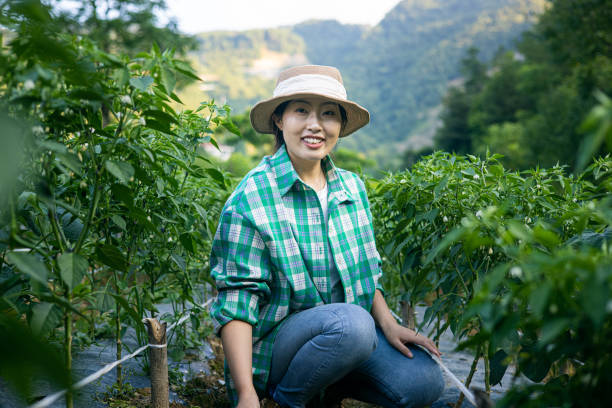 Asian female farmer working in a chili field