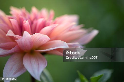 istock Dahlia flower background 1419545250