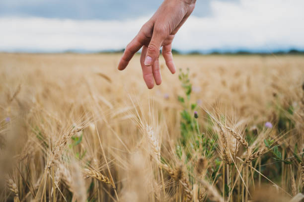 female hand gently stoking ripening golden wheat growing in the field - wheat freedom abundance human hand imagens e fotografias de stock