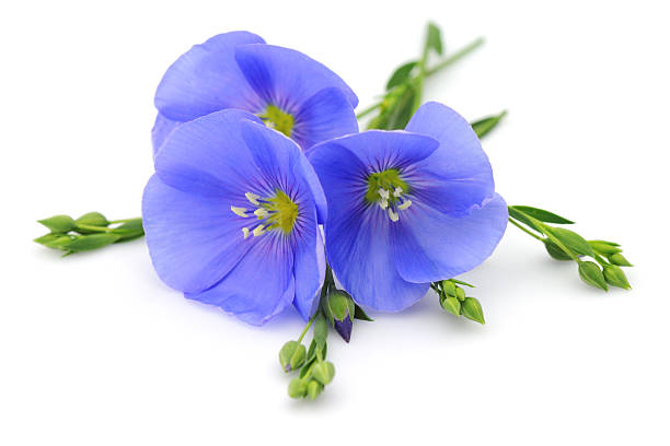 istock Flowers of flax 141954555