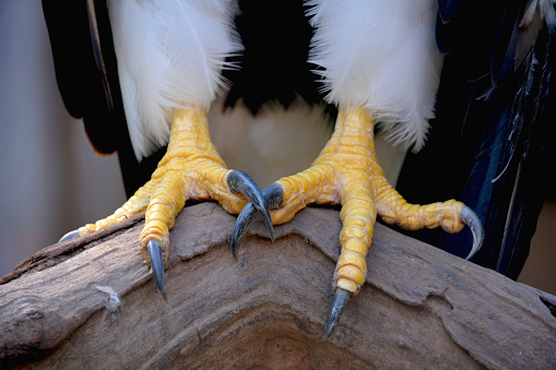 Talons of an eagle.