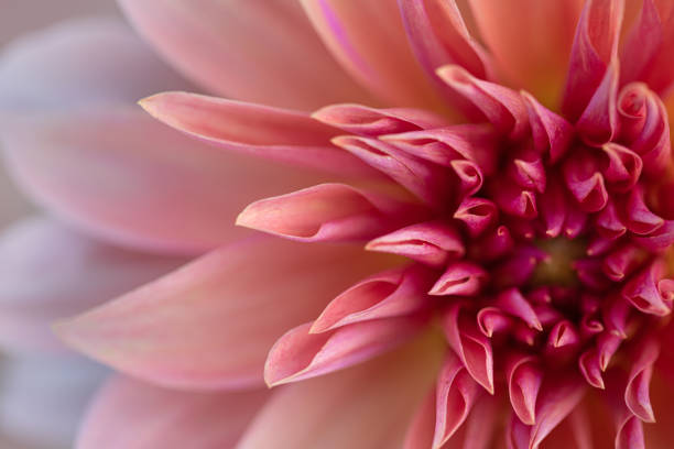 Fresh multicolour dahlia flower, photographed at close range. Macro photography background