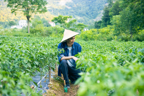 Asian farmer working in a chili field