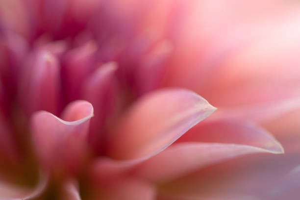 istock Dahlia flower background 1419546072