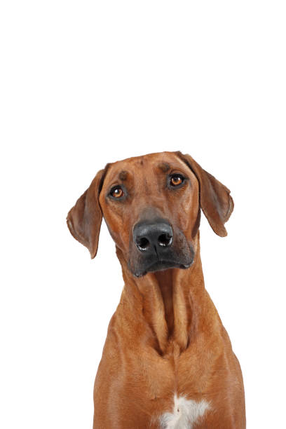 istock portrait dog isolated 1419546161
