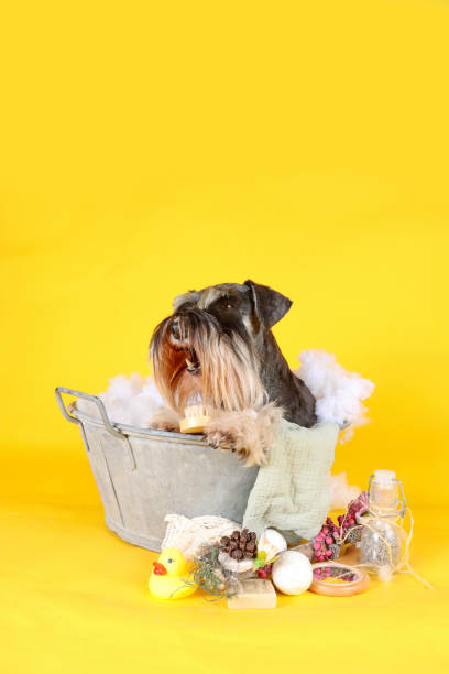 istock washing dog funny 1419546283