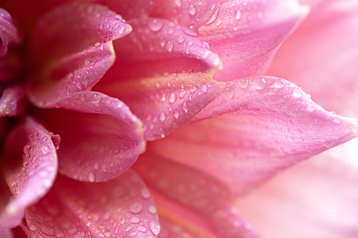 Fresh pink dahlia flower, photographed at close range, with emphasis on petal layers. Macro photography background