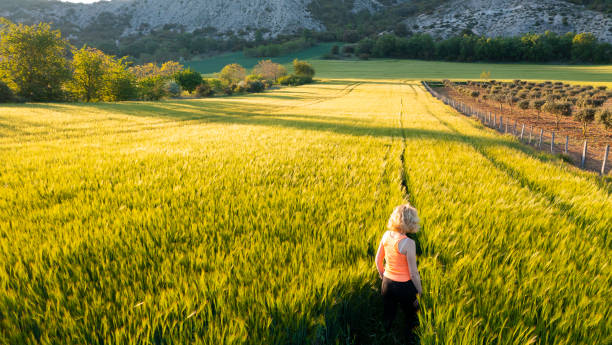 young caucasian mature woman  on her back inside a barley field at sunset.  Ayegui, Navarre, Spain, Europe. Lifestyle concept.