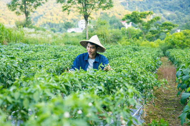 istock Asian farmer working in a chili field 1419548493