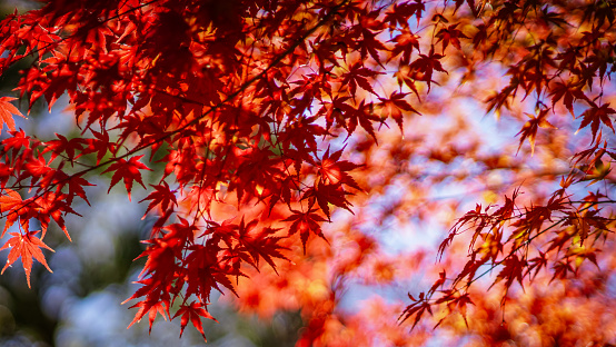 On a sunny day in November 2021, bright red maple trees shine against the blue sky in Fuchu City, Tokyo.