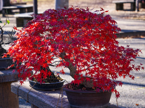 istock Bright red maple that shines in the blue sky 1419548936