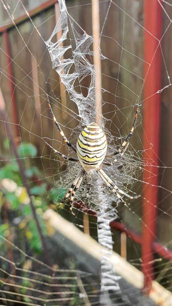 istock Spider - a wasp with yellow stripes on a large web. Country cottage area. 1419549127