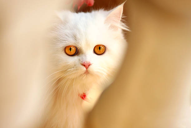 istock Portrait of white cat 141954966