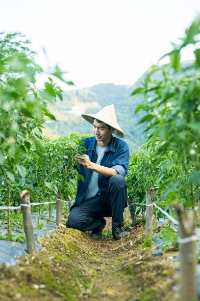 istock Asian farmer working in a chili field 1419550470