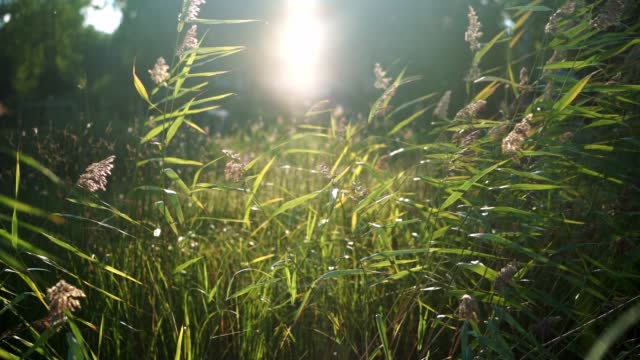 sun shining through reed moving in the wind by the lake. High quality FullHD footage