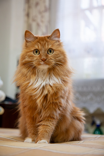 cute ginger cat