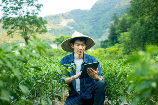 istock Asian farmer working at a chili field 1419551575