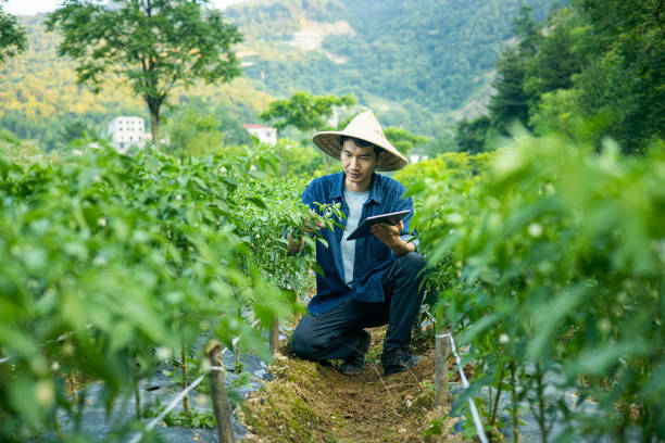istock Asian farmer working at a chili field 1419551599