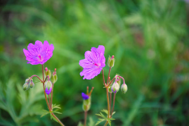 istock Distinguish Purple Flowers 1419552252
