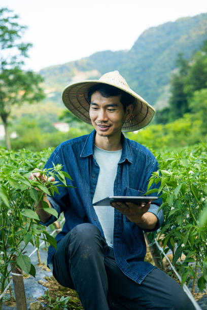 istock Asian farmer working at a chili field 1419552274
