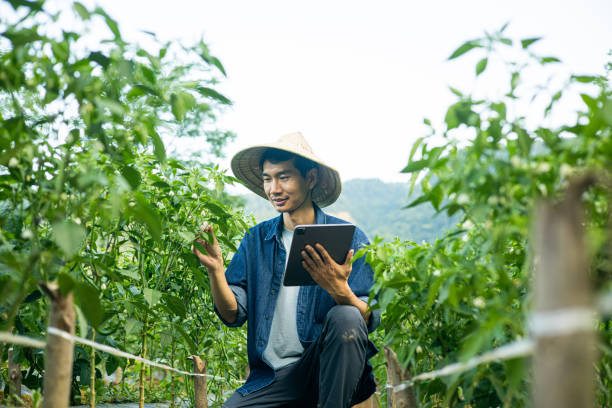 istock Asian farmer working at a chili field 1419552290
