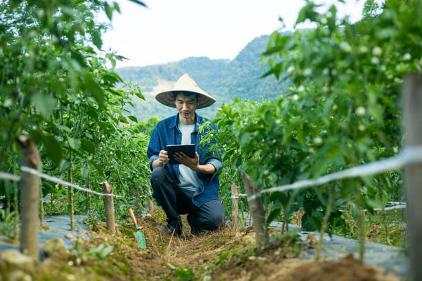 istock Asian farmer working at a chili field 1419552292