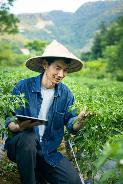 istock Asian farmer working at a chili field 1419552293