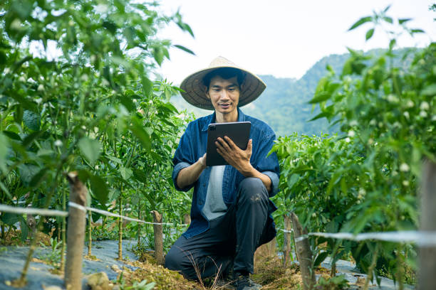 istock Asian farmer working at a chili field 1419552296