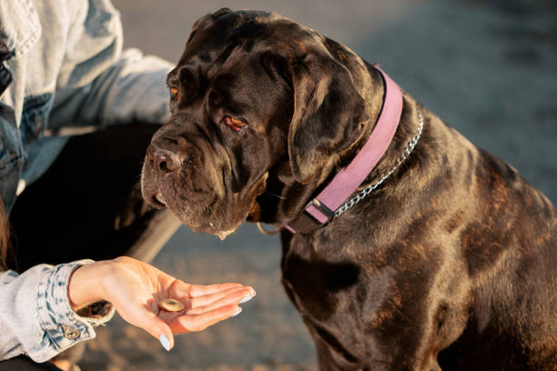 개 옆에 앉아 야외에서 애완 동물 대접을 손에 들고 여자, 측면보기 - mastiff 뉴스 사진 이미지