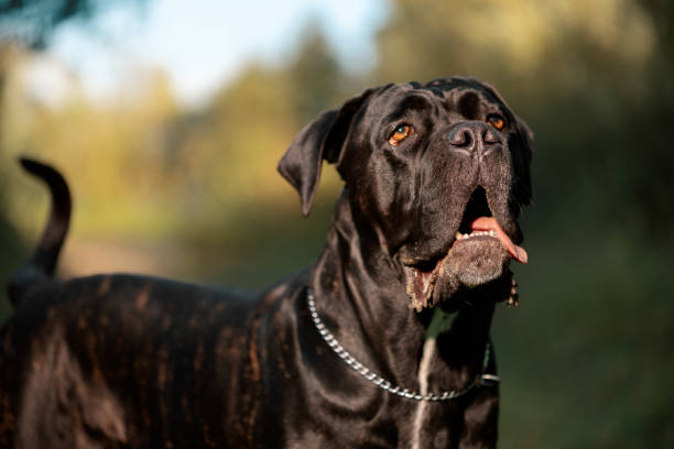 istock Cane Corso standing in outdoors, close up portrait 1419552524