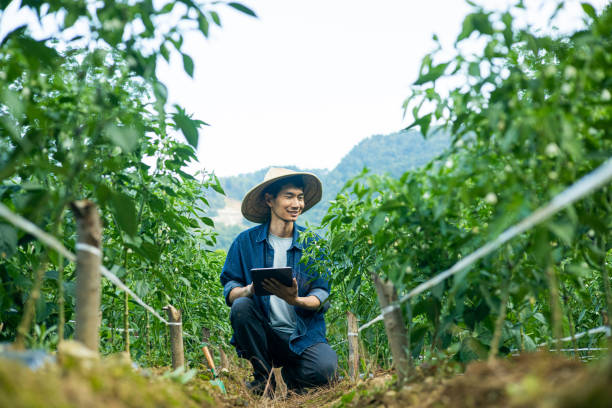 istock Asian farmer working at a chili field 1419552531