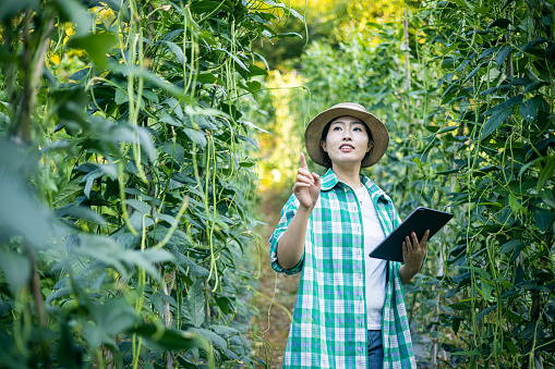 Asian modern farmer using digital tablet examining Chinese long bean field