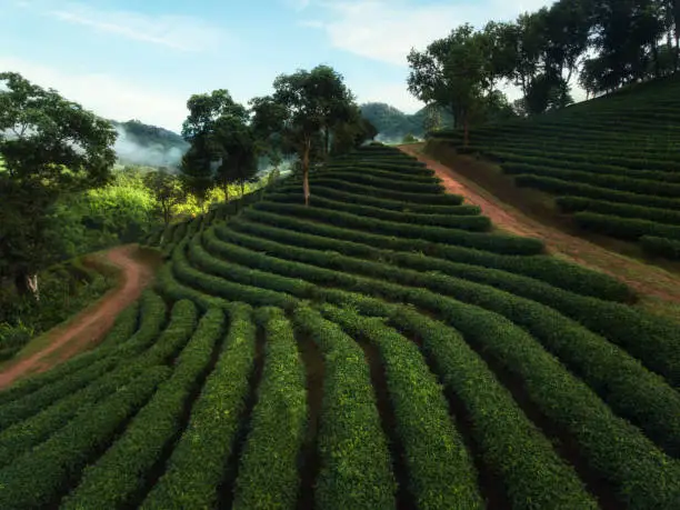 Beautiful morning landscape view of tea plantation at Doi Mae Salong in Chiangrai, Thailand