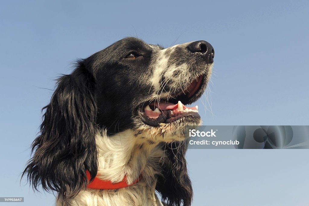 springer spaniel portrait of a purebred springer spaniel outdoors Animal Stock Photo