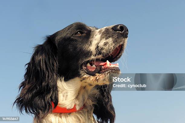 Springer Spaniel Stock Photo - Download Image Now - Animal, Animal Body Part, Animal Head