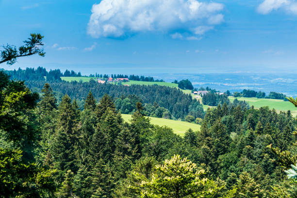 istock Germany, Panorama view above tree tops, forest and pastures at bodensee lake nature landscape with water and blue sky in summer 1419557387