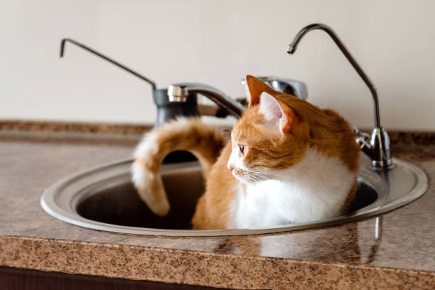 istock Funny red cat sitting in kitchen sink 1419557535