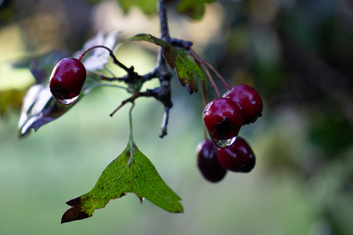 close up of deep red ripe winter fruit with a natural green background