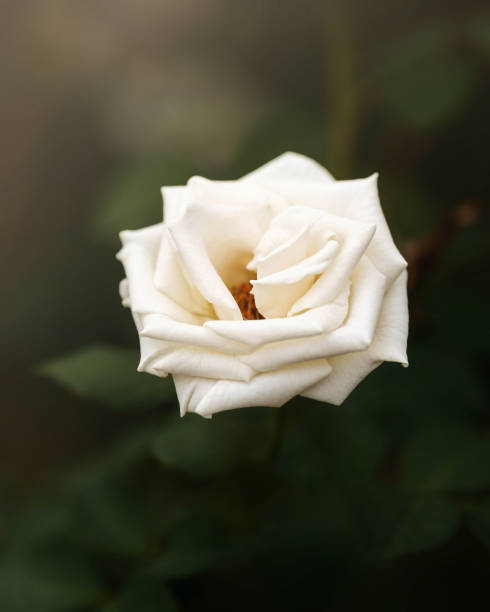 istock Close up of a white rose. 1419558947