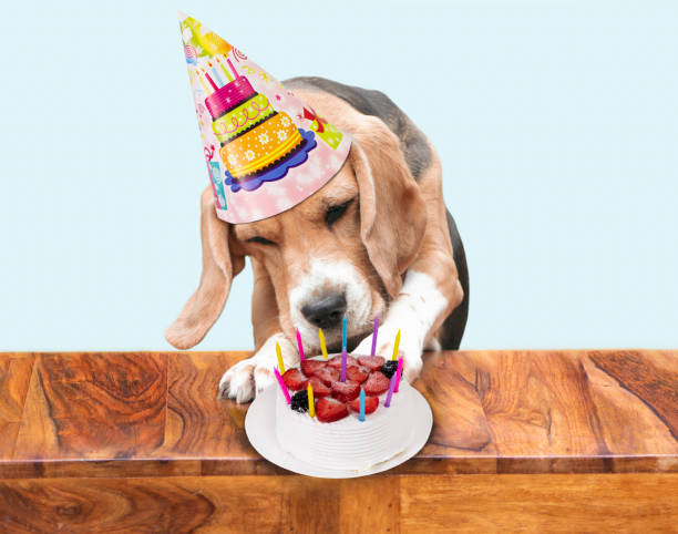 istock funny dog celebrates a birthday with a cake 1419558985