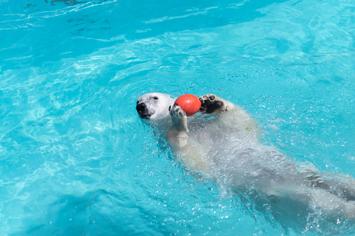 Polar bear playing in the pool