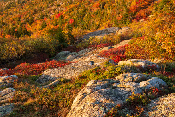 istock Fall colors at Cadillac Mountain 1419560309