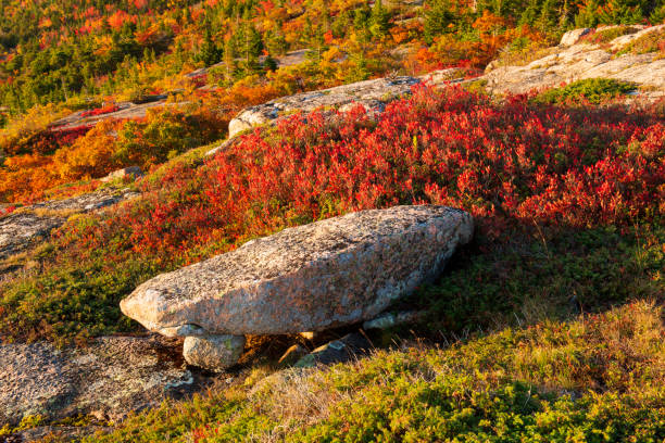 istock Fall colors at Cadillac Mountain 1419560345