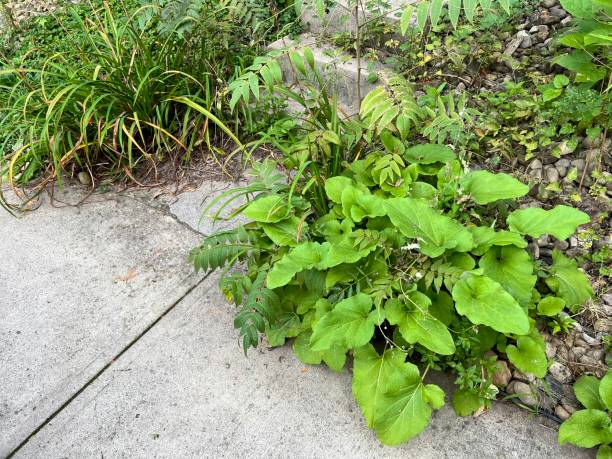 istock Abandoned Entrance with Weeds 1419562577